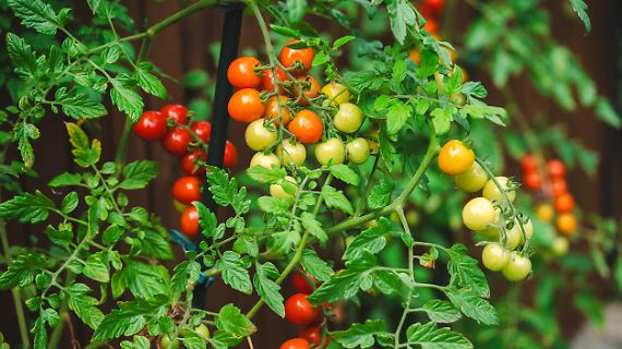 Tomatenpflege